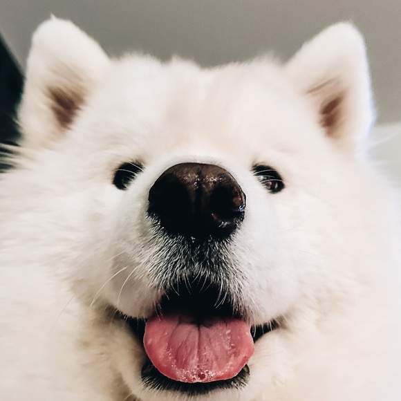 Meet your Posher, Chezka - Picture 1 of 5